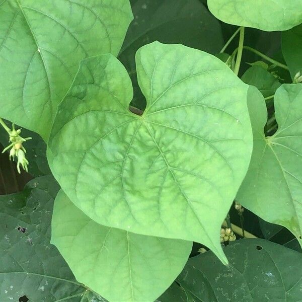 Ipomoea hederifolia Blad