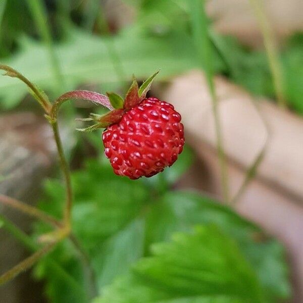 Fragaria vesca Fruit