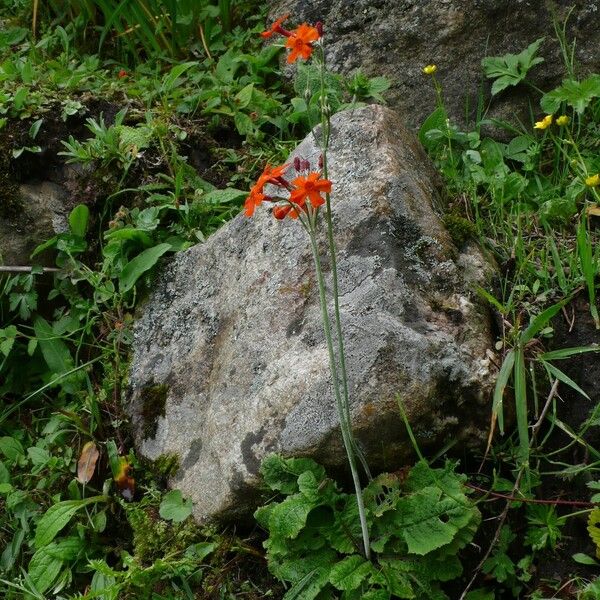 Primula cockburniana Flower