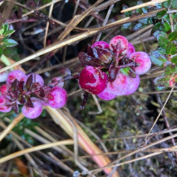 Gaultheria myrsinoides Плод