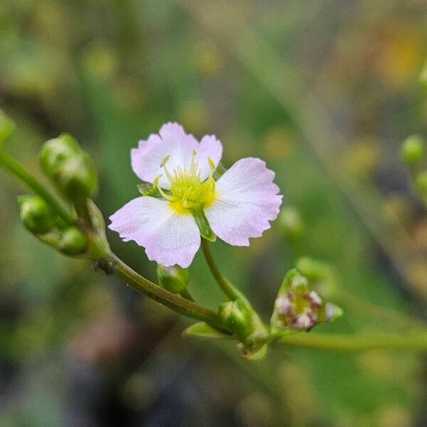 Alisma plantago-aquatica Flor