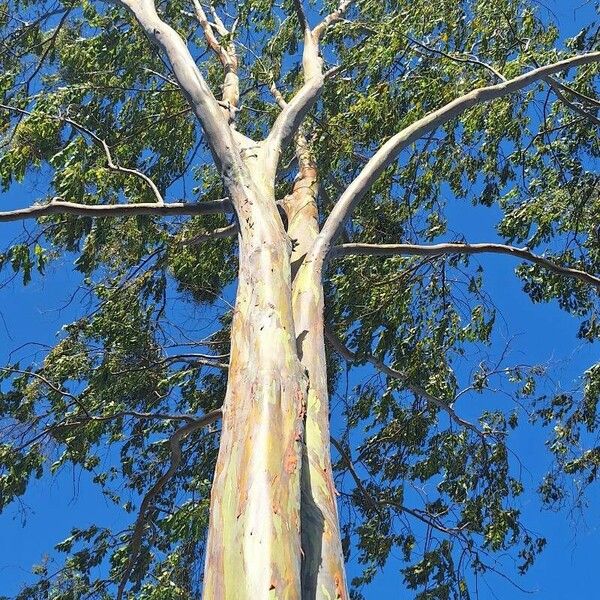 Eucalyptus deglupta Bark