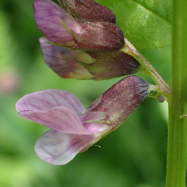 Vicia sepium Žiedas