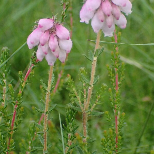 Erica tetralix Plante entière