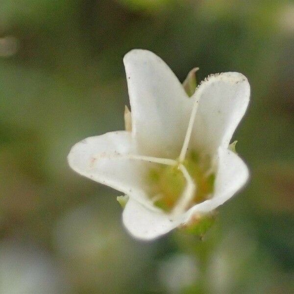 Sabulina verna Flower