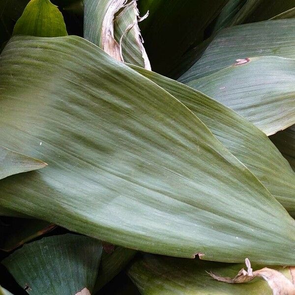 Aspidistra elatior Lehti