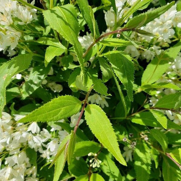 Deutzia gracilis برگ