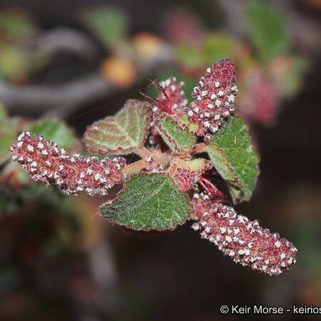 Acalypha californica പുഷ്പം