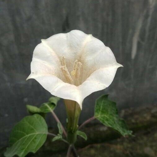 Datura metel പുഷ്പം