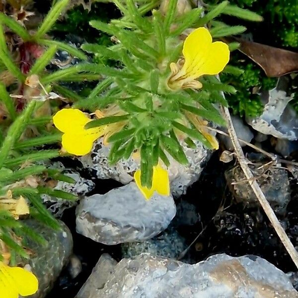 Ajuga chamaepitys Flower