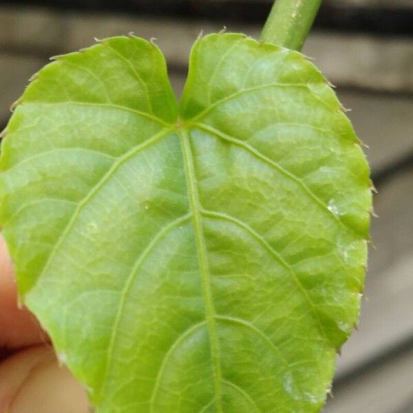 Cissus verticillata Leaf