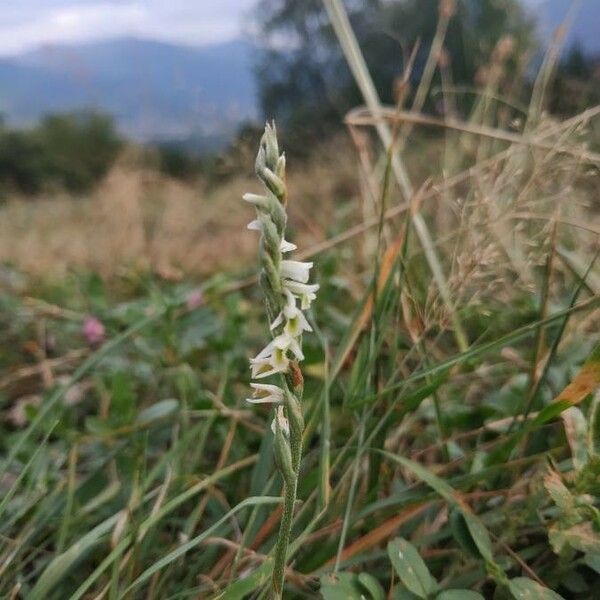 Spiranthes spiralis Flor