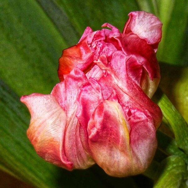 Tulipa gesneriana Blomst