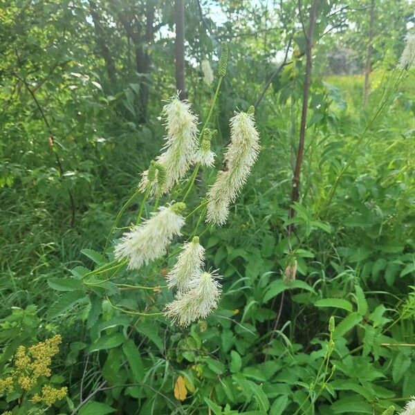 Sanguisorba canadensis Kvet