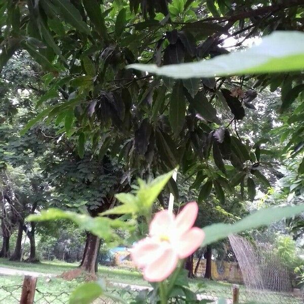 Hibiscus phoeniceus Folla