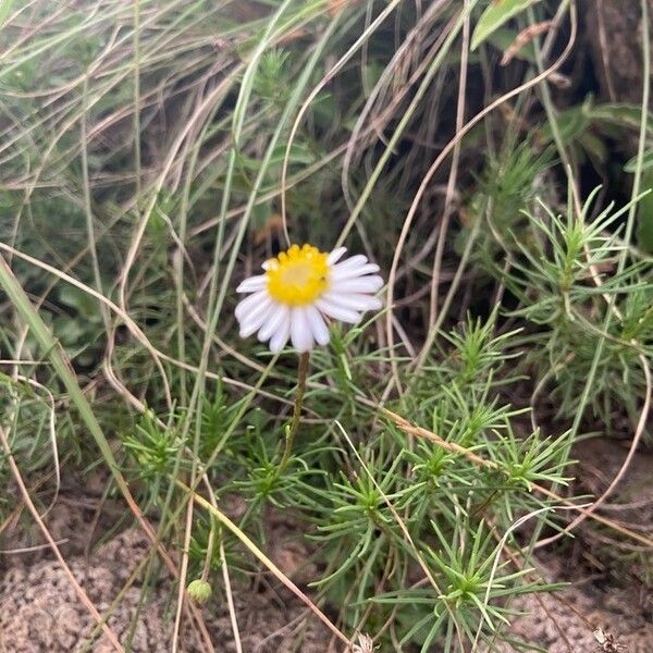 Felicia abyssinica Кора