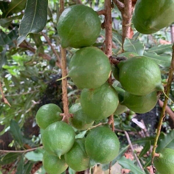 Macadamia integrifolia 果実