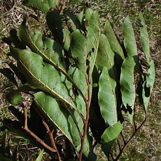 Cupaniopsis phalacrocarpa