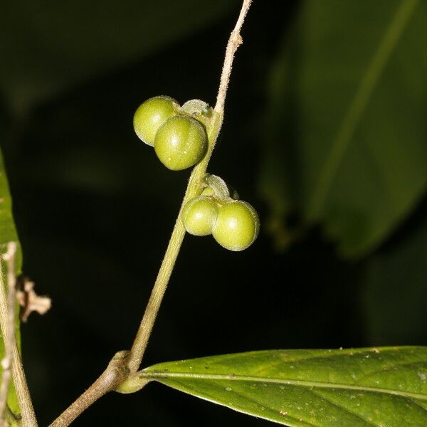 Adenophaedra grandifolia Fruit