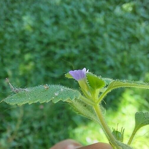 Stemodia verticillata Habitus