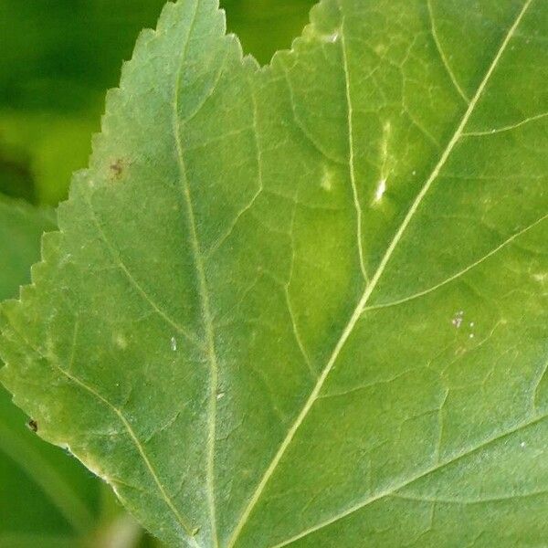 Malva trimestris Yaprak