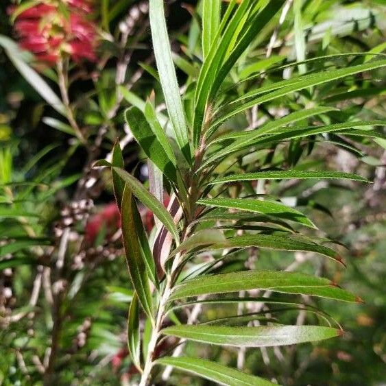 Melaleuca viminalis Feuille