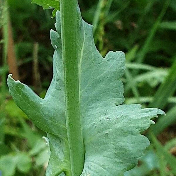 Papaver somniferum Bark