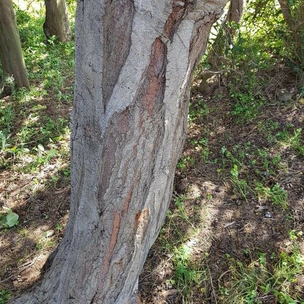 Acacia retinodes Bark