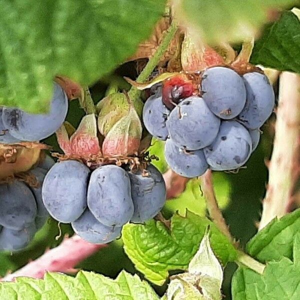 Rubus caesius Frukt