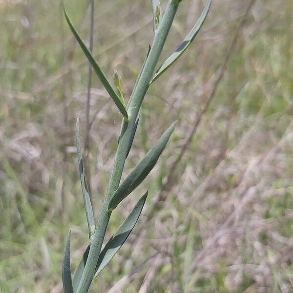 Linaria genistifolia 葉