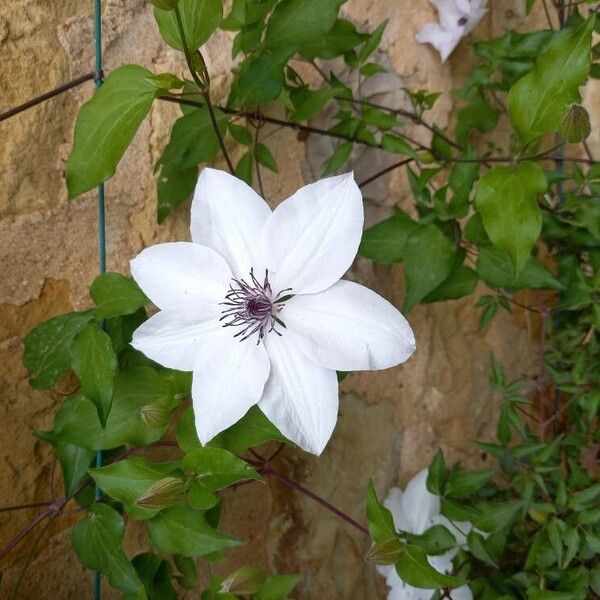 Clematis patens Flor