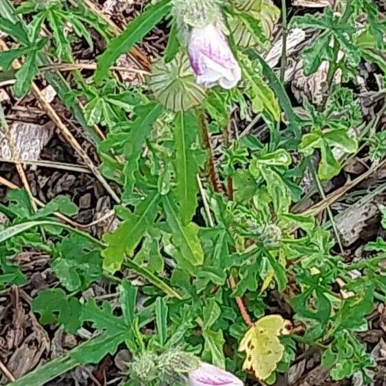 Hibiscus trionum Blad