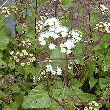 Ageratina adenophora Кветка