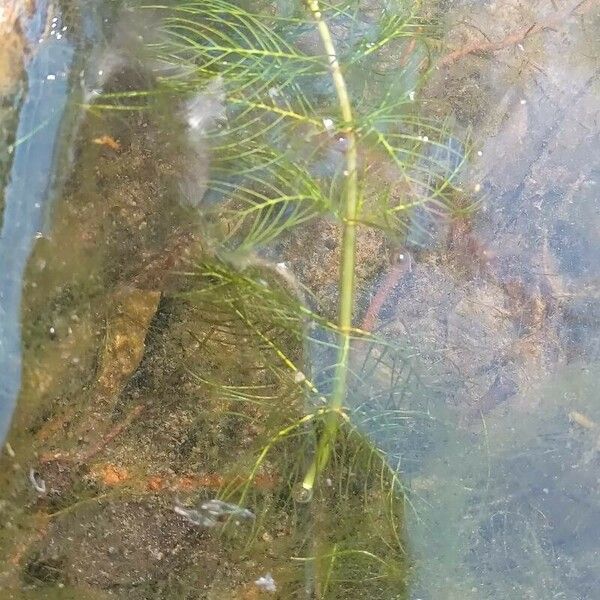 Myriophyllum spicatum Характер