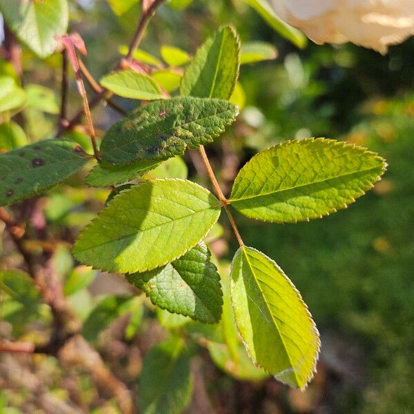 Rosa sempervirens Frunză