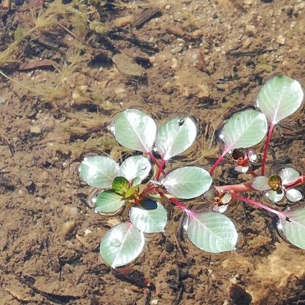 Ludwigia peploides List