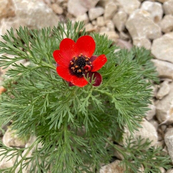 Adonis annua Žiedas