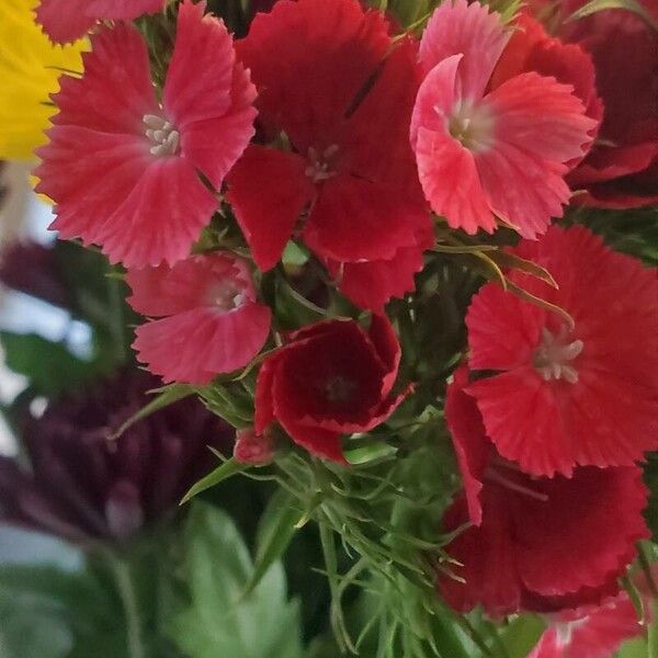 Dianthus chinensis Blomst