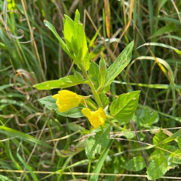 Oenothera pilosella Blomma