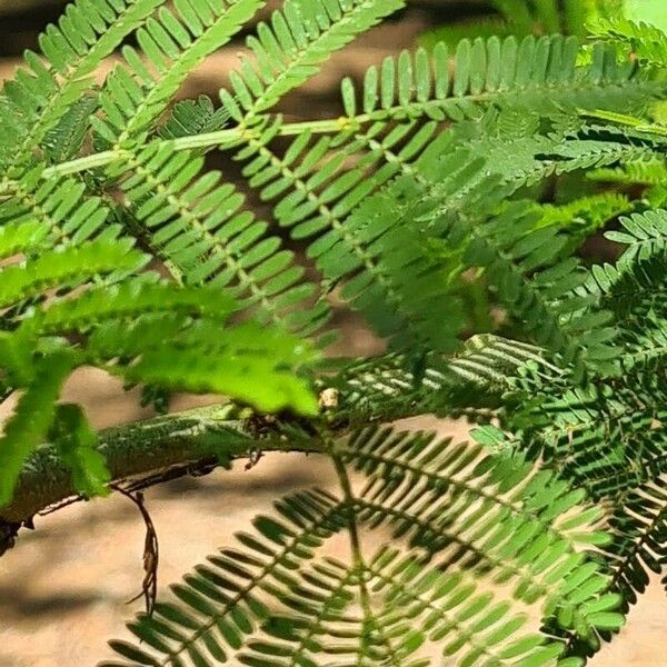 Vachellia xanthophloea Levél