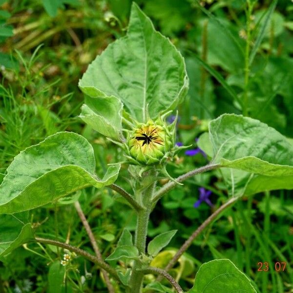 Helianthus annuus 葉