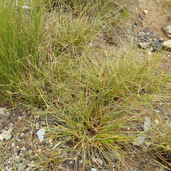 Carex extensa Other