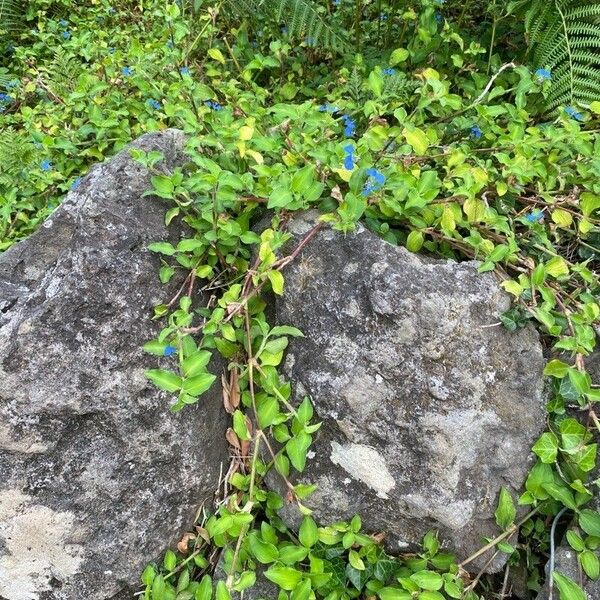 Commelina benghalensis Hábito