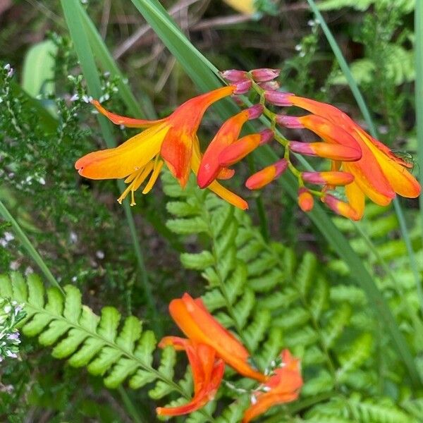 Crocosmia × crocosmiiflora Flower