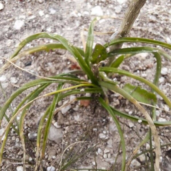 Moraea sisyrinchium Blad