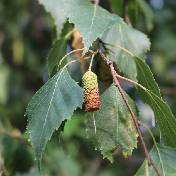 Betula pendula Blatt