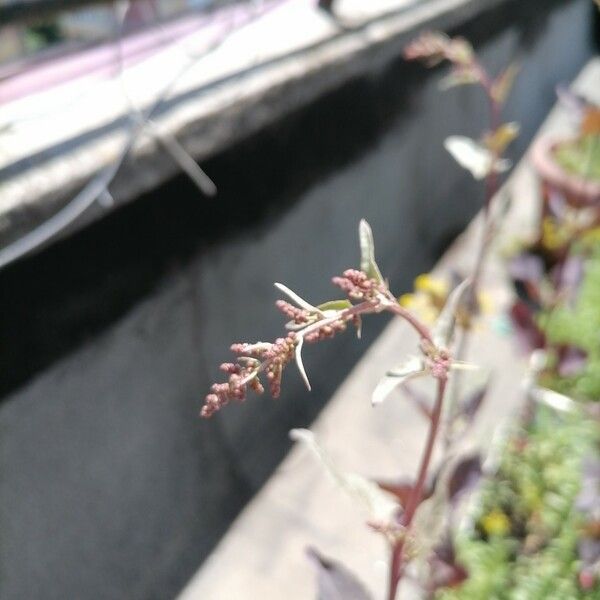 Atriplex hortensis Flower