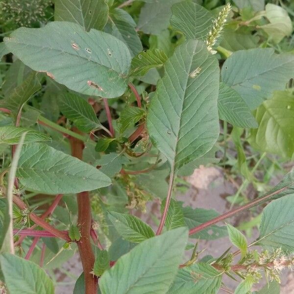 Amaranthus spinosus برگ