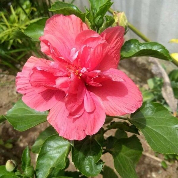 Hibiscus rosa-sinensis Fiore