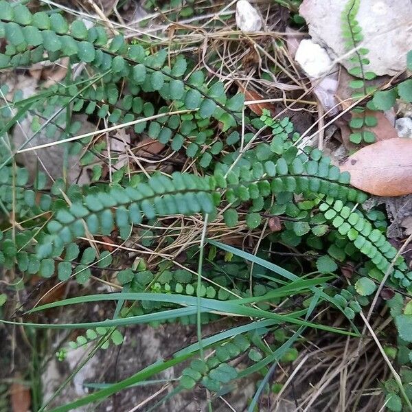 Asplenium trichomanes عادت